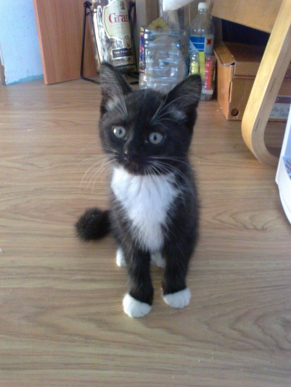 котэ2