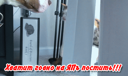 Хватит постить говно!