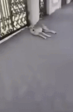 -собака-что-могло-пойти-не-так-6844622