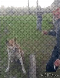 o1_250_yapfiles.ru