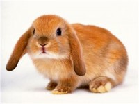 rabbit