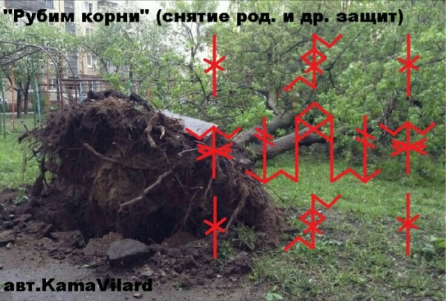 корне сняла. корне сняла. удаление корня зуба элеватором. корчевание черемухи. вырывание зуба мудрости.