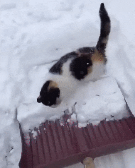 Помощь-кошка-уборка_снега