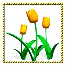 -Жёлтые-тюльпаны