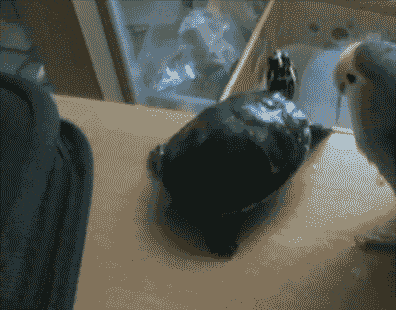 Jerk_bird_turtle