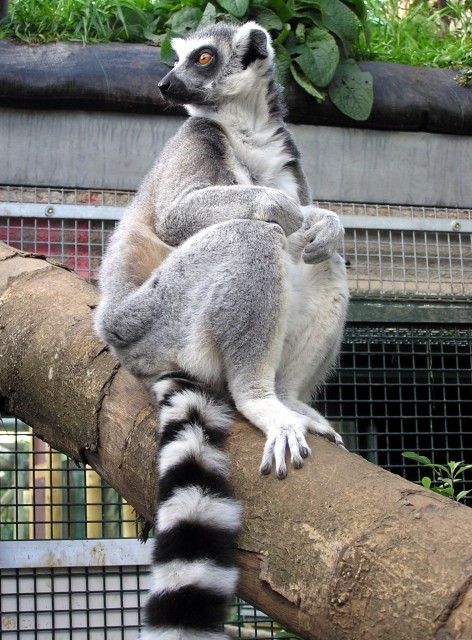Ring.tailed.lemur.situp.arp