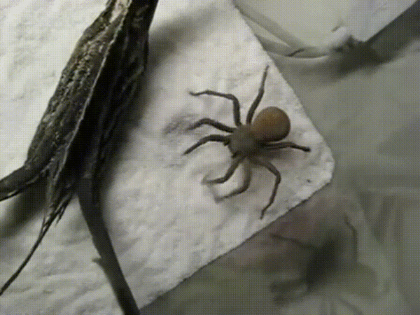 Паук закопался