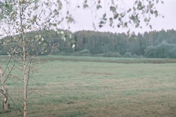 барбос  фалОсс