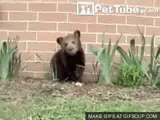 bearsneezingo