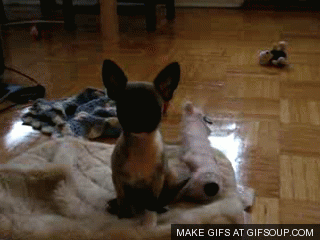 dogsneezingo