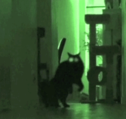 cat-attack-laser-eyes