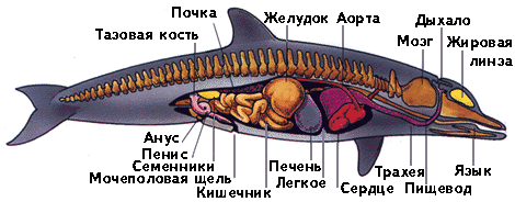 anatom