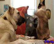 1310373809_animals_13