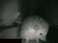 Зеваки-3-длинная