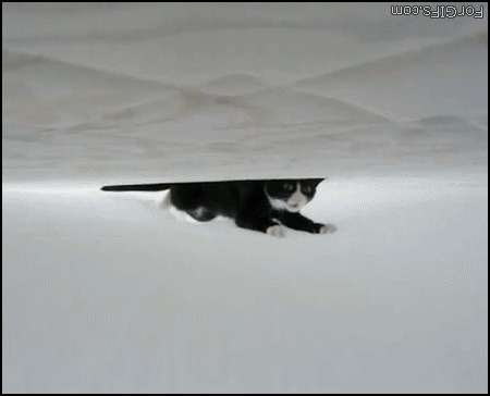Cat_under_bed_sheets2