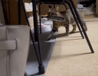 barno-gifs-10-7