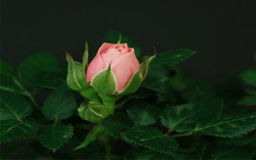 a430e0c64373e43c0b91c68913f9a912