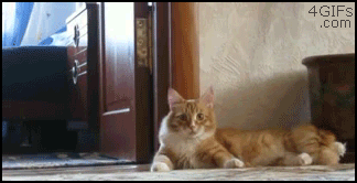 Creeper_cat
