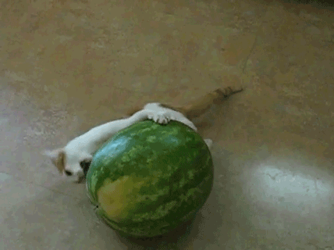 кот