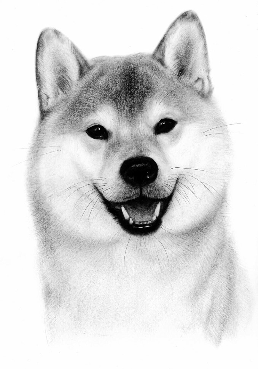 Раскраска собака Акита ину
