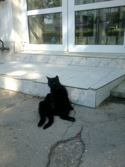 КотоРэкет
