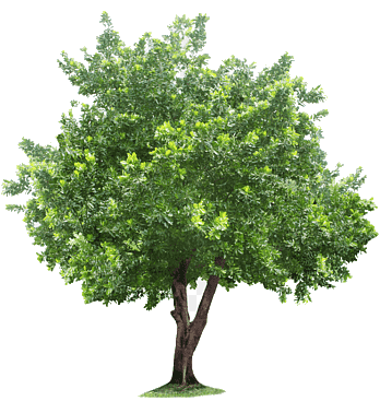 png-clipart-green-tree-illustration-tree-root-tree-leaf-tree-branch-thumbnail 1