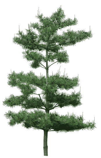 png-clipart-green-pine-tree-tree-pine-green-pine-tree-decoration-pattern-pin-landscape-thumbnail2