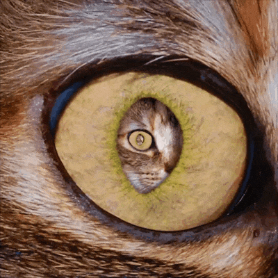 Гипновзгляд