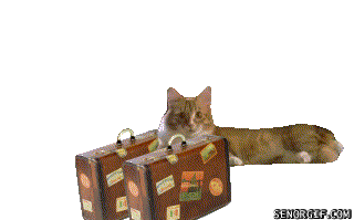 funny-gifs-i-packed-my-bags-and-im-out