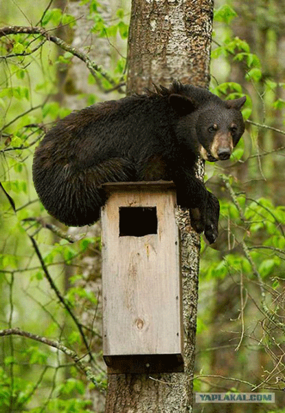 Дом-мидведя