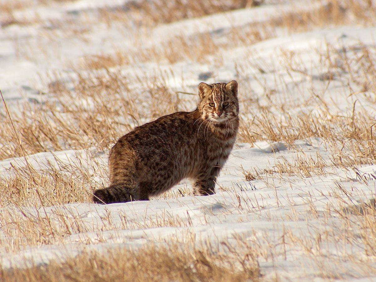 Далекий кот. Дальневосточный Амурский Лесной кот. Амурский камышовый кот. Кот дикий Лесной камышовый Амурский. Дальневосточный камышовый кот.