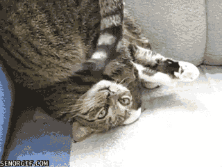 funnygifswhencatyogagoeswrong