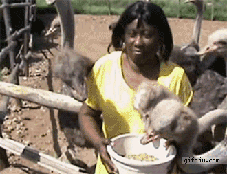 never-turn-your-back-to-an-ostrich[1]