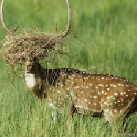 deer