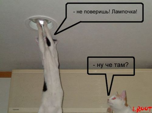Кошки с лампочкой