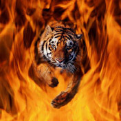 tiger