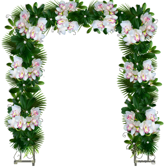 _orhidei_yapfiles.ru