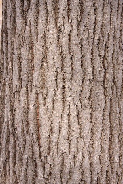 listvennogoderevatekstura1236954294_31_yapfiles.ru