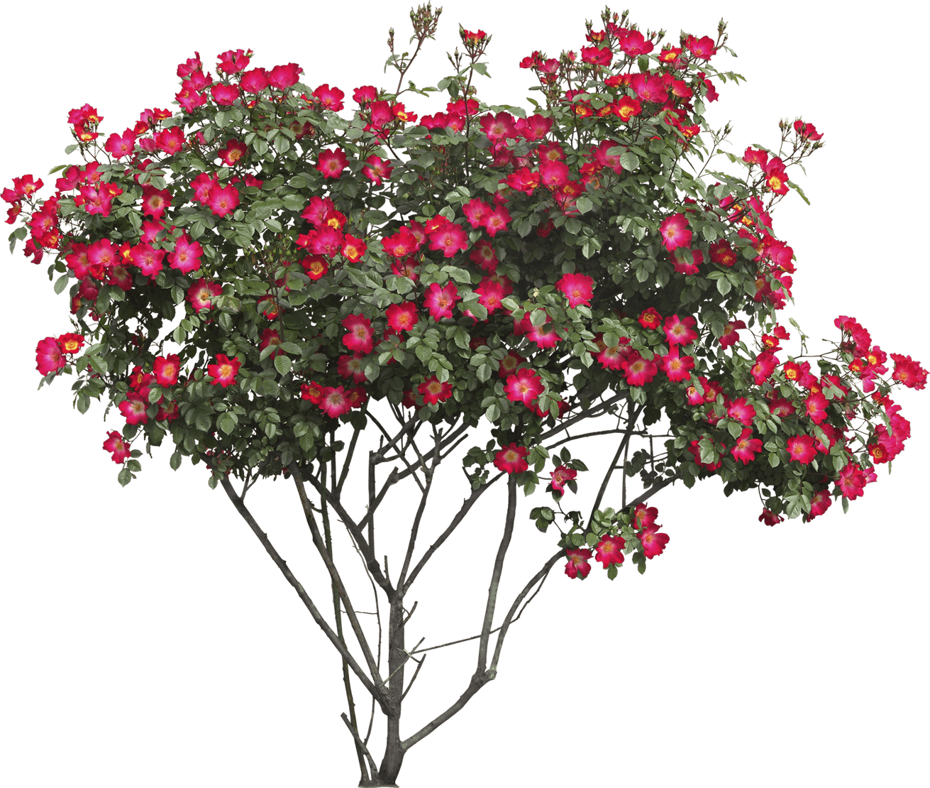 Png images ru. Кусты роз. Куст Буш. Shrub Bush. Кусты с цветами.