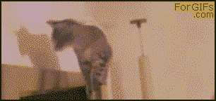 Door_owns_cat_yapfiles.ru