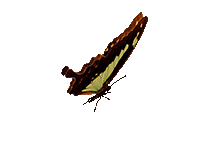 160559543_ba2плеер