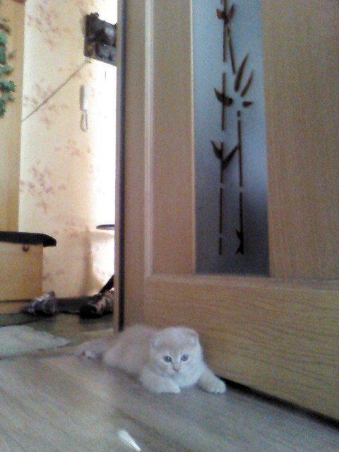 За сколько дней,нормальный человек превращается в скотину.