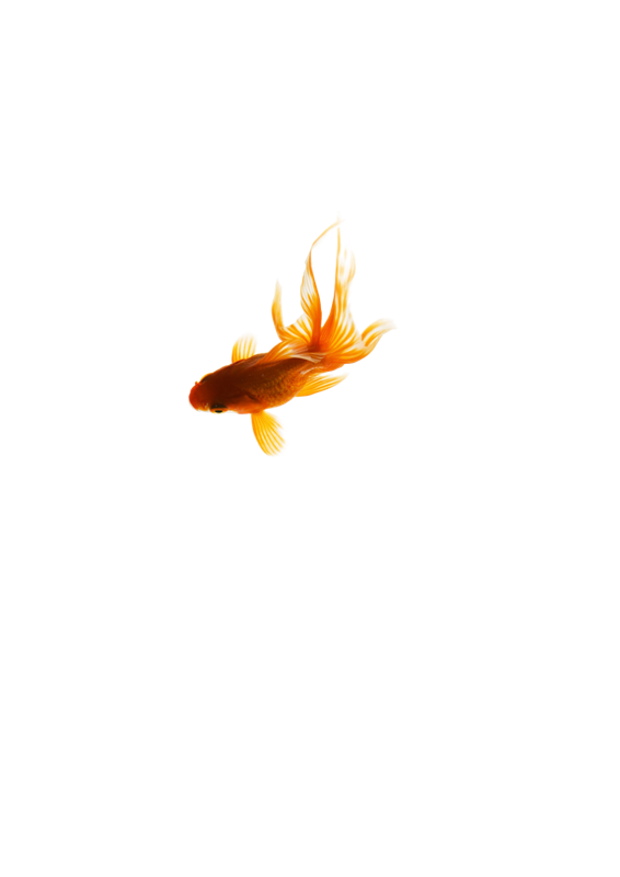 Золотые рыбки 1