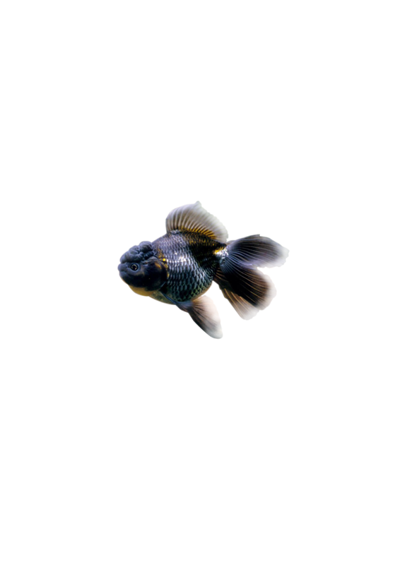 Золотые рыбки-4