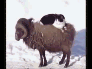 Taxi ram for cats