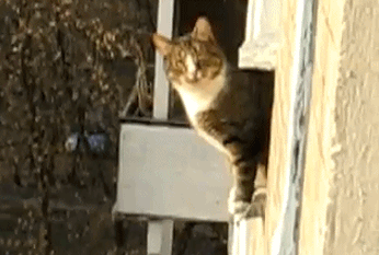 Котопрыг