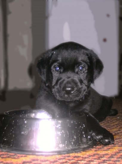 dog3