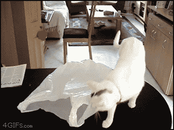 Cat-VS-plastic-bag