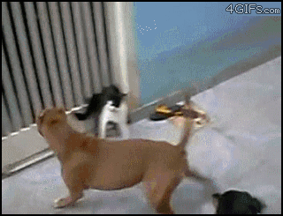 Cat-vs-two-dogs