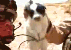 puppytoss